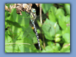 Southern Hawker (male). Hetton Bogs. 10th August 2021.jpg